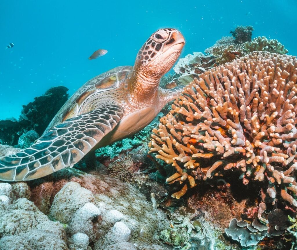 Snorkeling in Nusa Penida: Best Spots, Tips & What to Expect