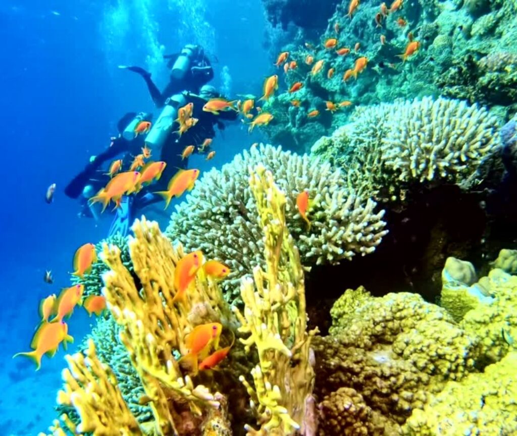 Vibrant underwater scene at Toyapakeh, a famous dive site in Nusa Penida, Indonesia. Crystal-clear waters reveal a rich coral reef teeming with colorful marine life, including schools of fish, sea fans, and vibrant corals, with sunlight filtering through the surface.