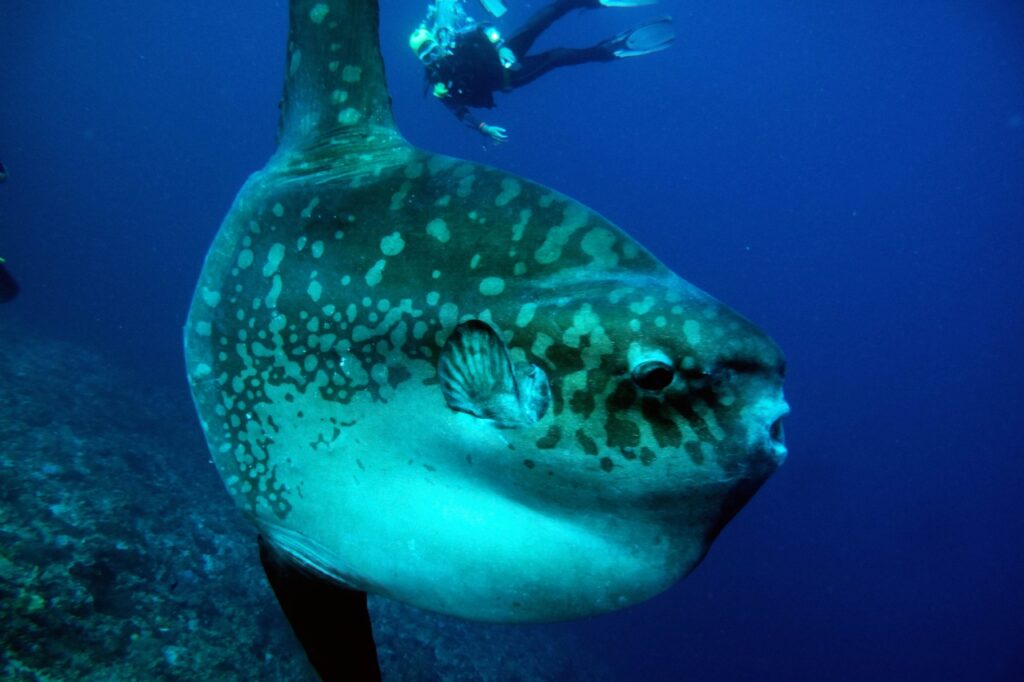 Nusa Penida: Scuba Diving in Bali