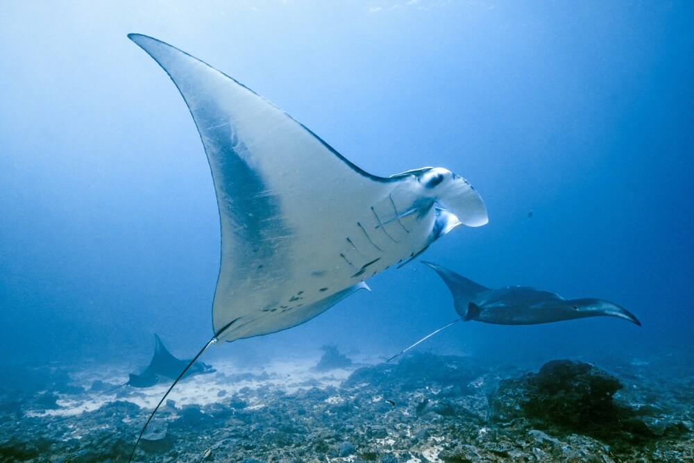 Graceful manta ray gliding through the ocean, its wide, triangular wings extending outward as it effortlessly moves through the clear blue water. The ray's distinct, elegant shape and gentle movements are highlighted against the backdrop of the sea.