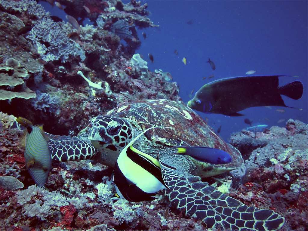 Underwater shot of the vibrant marine life at Ped, a renowned dive site in Bali. The crystal-clear waters showcase an abundant coral reef, with schools of fish, sea turtles, and diverse marine species swimming among the colorful corals. Sunlight filters down, casting a serene glow over the scene.