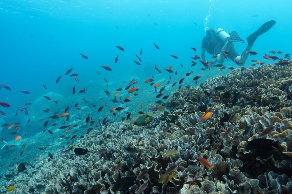 Stunning underwater view of SD Point, a popular dive site in Bali, Indonesia. The clear blue waters reveal a thriving coral reef, with diverse marine life such as reef fish, sea turtles, and colorful corals. Sunlight penetrates the water, creating a mesmerizing play of light and shadow on the ocean floor.