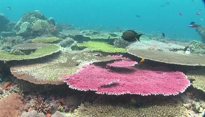 diving tips for beginners, nusa penida scuba diving, scuba diving nusa penida, dive center in nusa penida, nusa penida dive center, nusablu, diving center