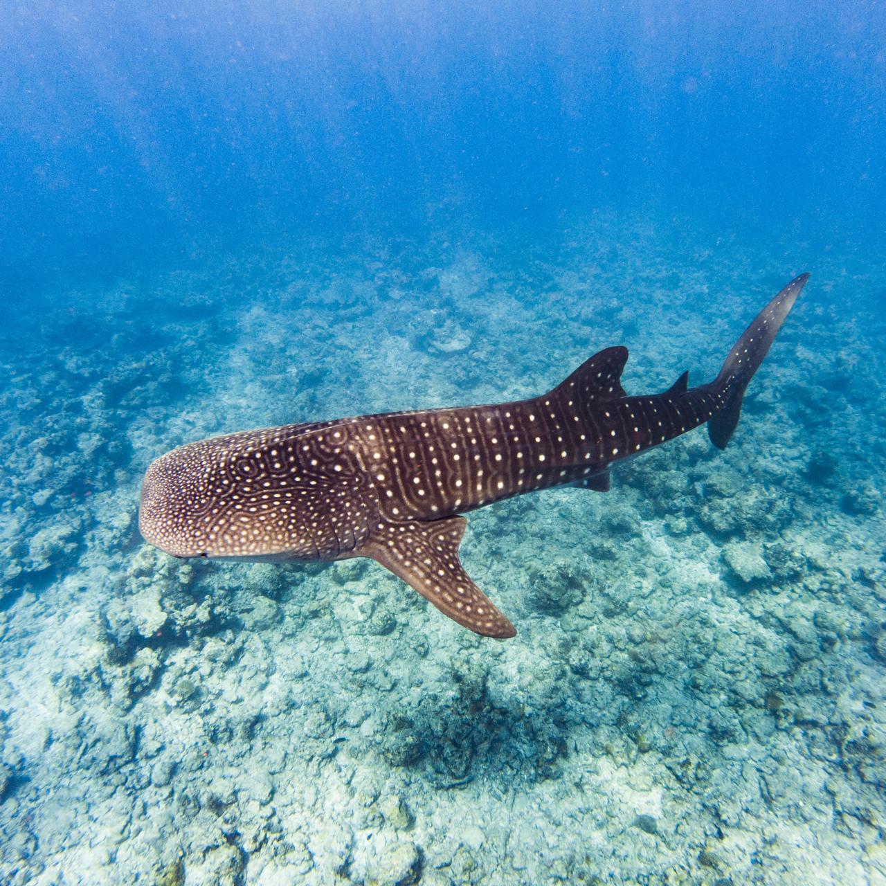 How to Become a Pro Scuba Diving in Bali