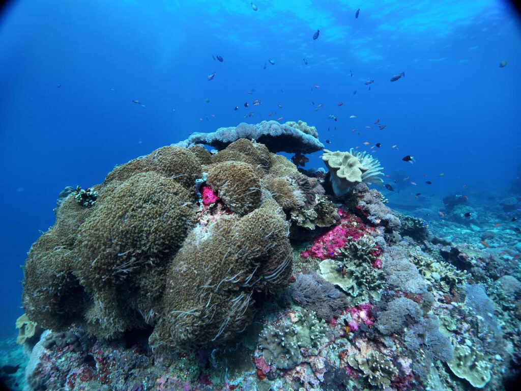 diving in nusa penida