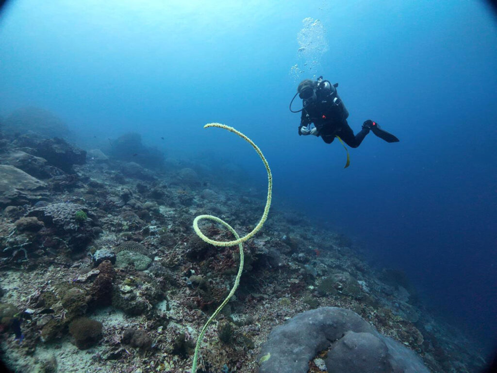 Experience World-Class Scuba Diving in Nusa Penida, Bali