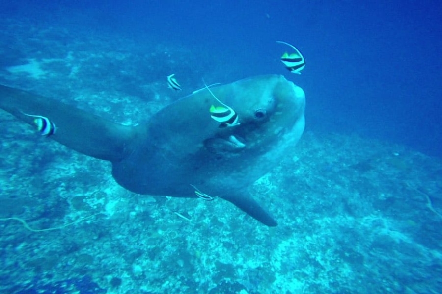 Why Nusa Blu is Best for Scuba Diving in Bali