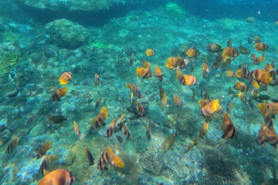 9 Steps to Diving in Bali Precisely