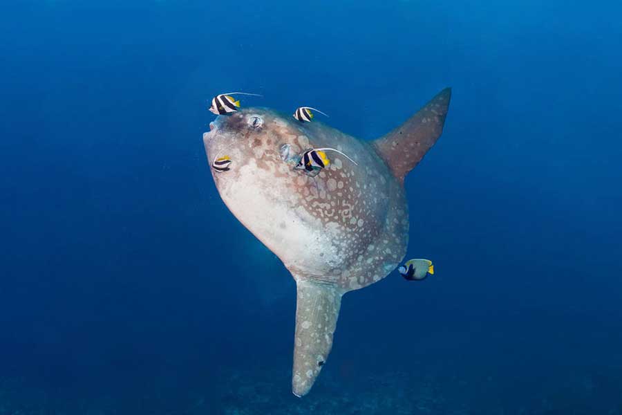 Mola Mola Crystal Bay Nusa Penida | Nusablu | nusablu.com Mola Mola Crystal Bay Nusa Penida | Nusablu | nusablu.com