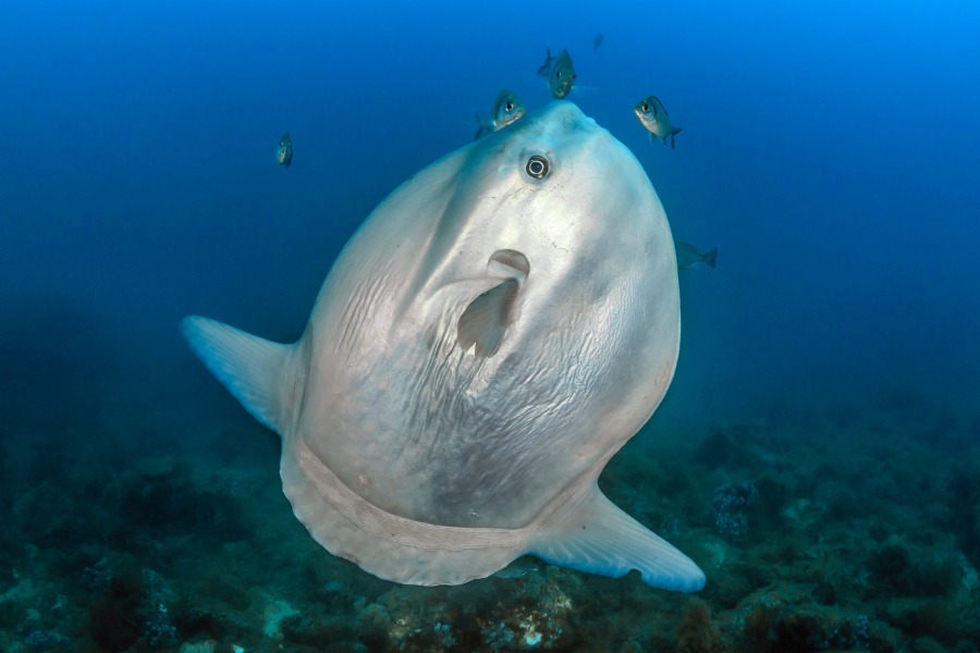 Mola Mola Nusa Penida: When, Where & How to See