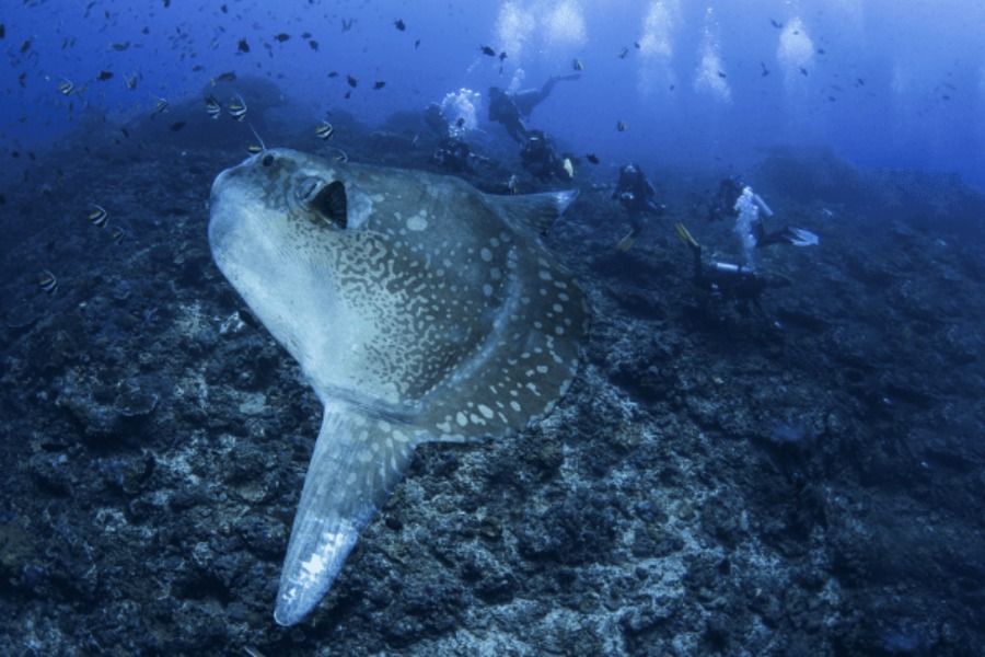 Mola Mola Nusa Penida | nusablu.com