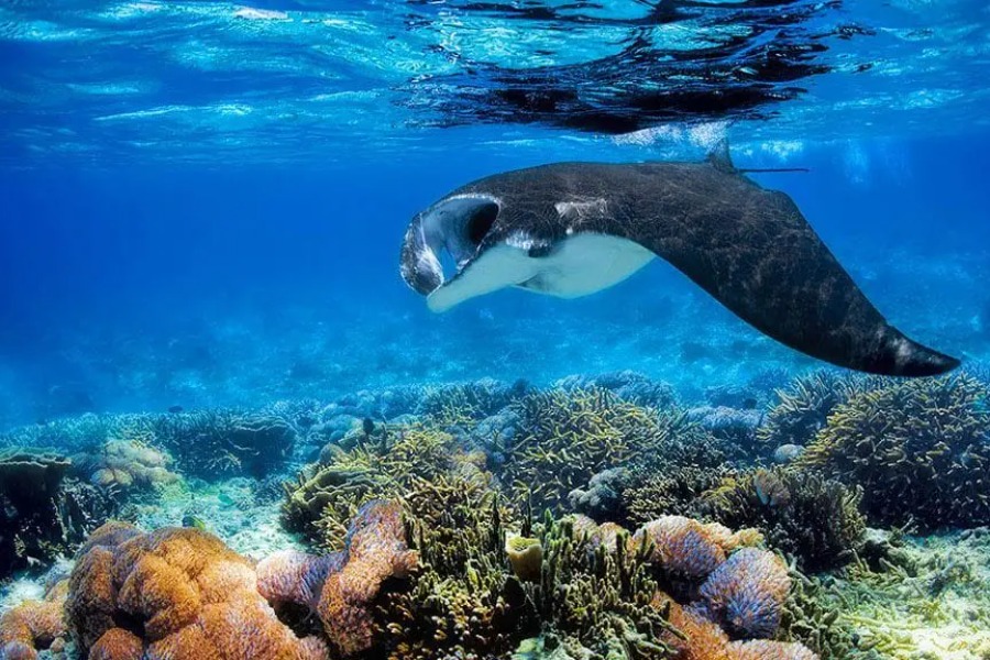 Nusa Lembongan Diving | Picture from Nusablu | nusablu.com