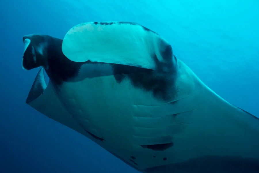 Marine Life Gamat Bay Diving Nusa Penida | Diving with Nusablu | nusablu.com