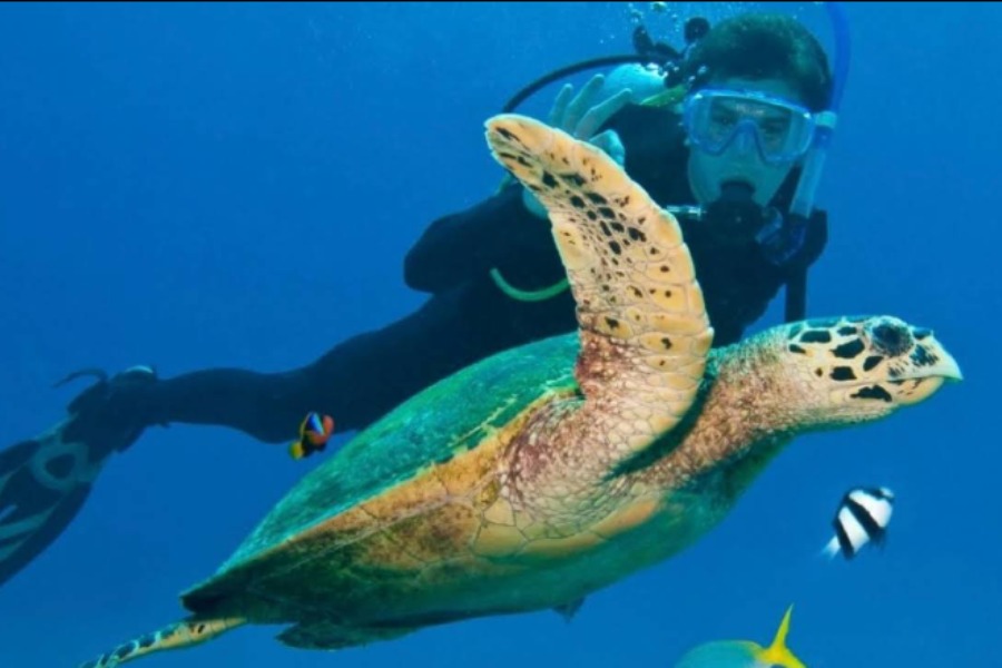 Nusa Penida Advanced Open Water | Nusablu Dive Center | nusablu.com