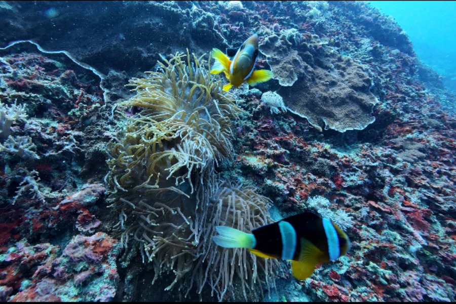 Nusa Penida Advanced Open Water | Nusablu Dive Center | nusablu.com