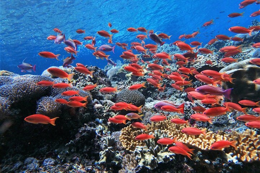 Ped Nusa Penida | Best Snorkeling Spots Nusa Penida | Snorkeling with Nusablu | nusablu.com Ped Nusa Penida | Best Snorkeling Spots Nusa Penida | Snorkeling with Nusablu | nusablu.com